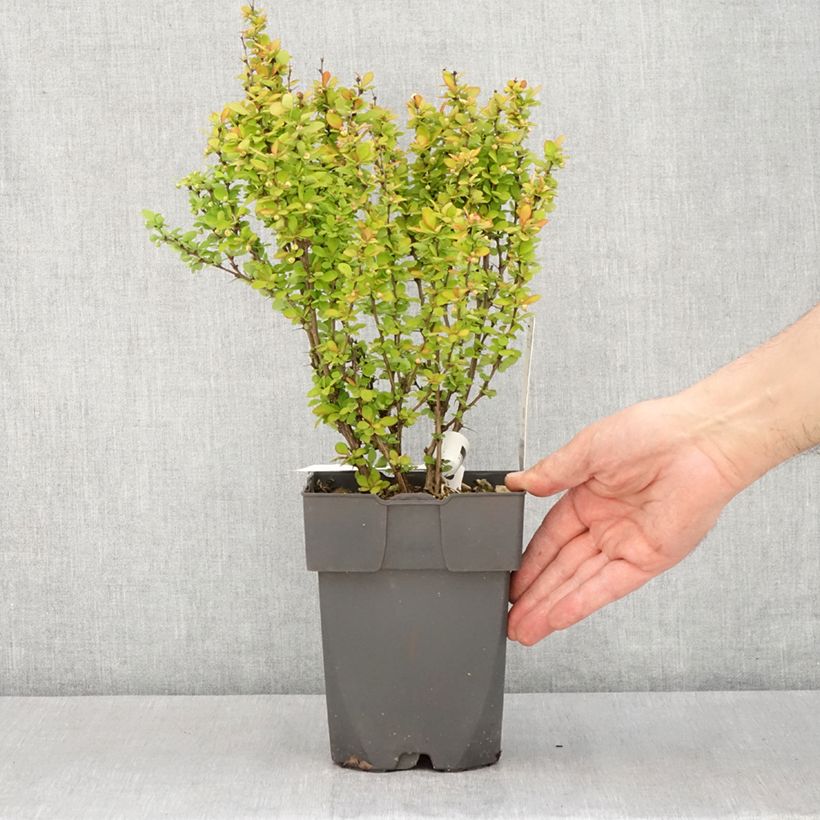 Berberis thunbergii Yellow Tower - Crespino giapponese Vaso da 2L/3L esemplare consegnato in primavera