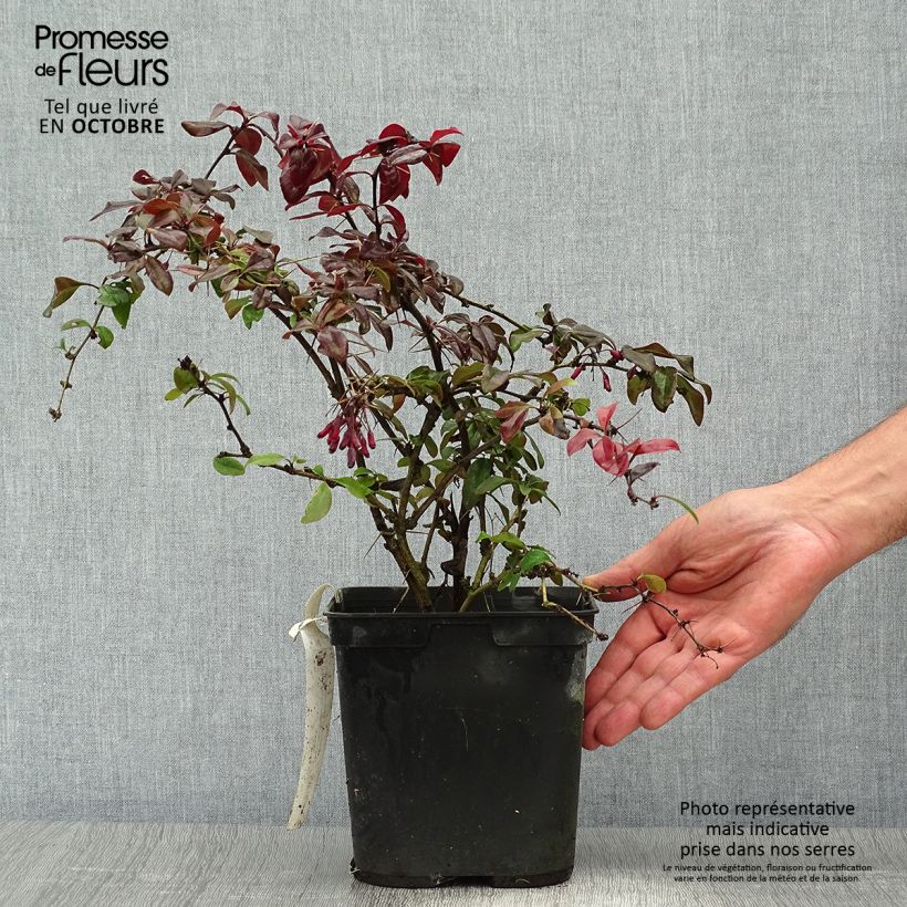 Esemplare di Berberis thunbergii Thunderbolt - Crespino giapponese Vaso da 2L/3L come consegnato in autunno