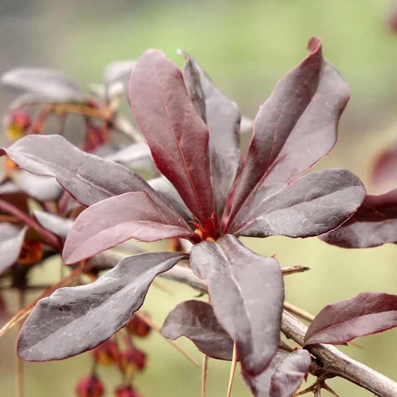 Berberis thunbergii Thunderbolt - Crespino giapponese (Fogliame)