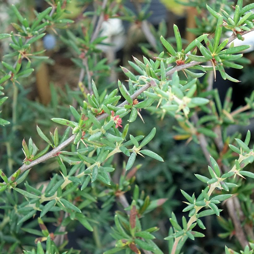 Berberis stenophylla - Crespino (Fogliame)