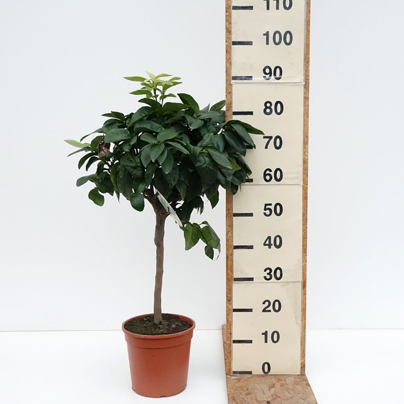 Example of Citrus bergamia - Bergamotto Vaso da 4L/5L, Vaso impalcato basso as you get in hiver