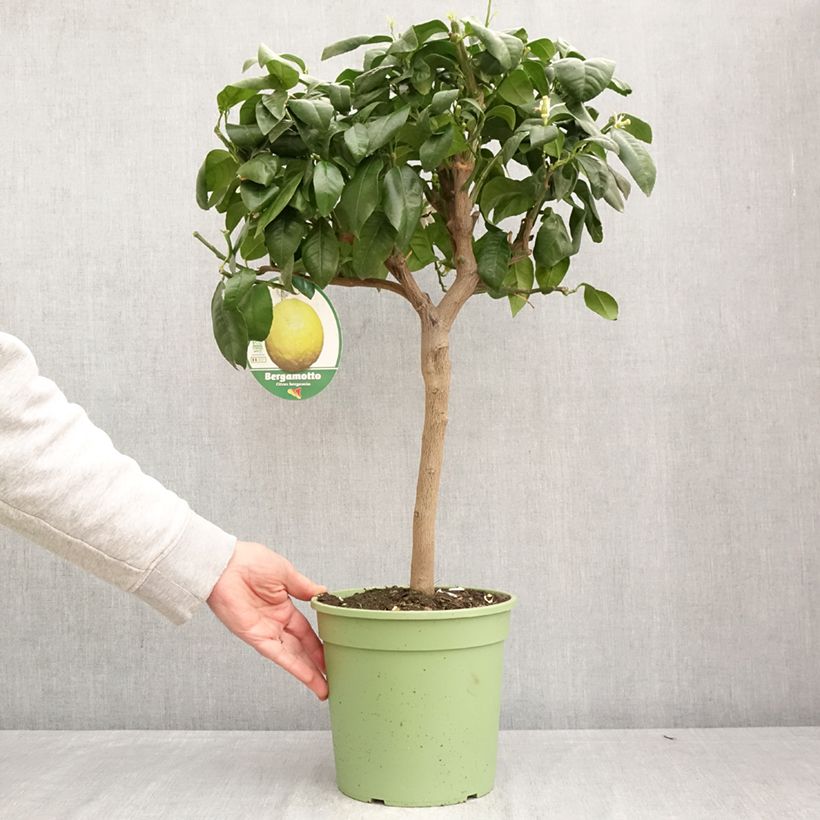 Citrus bergamia - Bergamotto Vaso da 4L/5L, Vaso impalcato basso esemplare consegnato in primavera