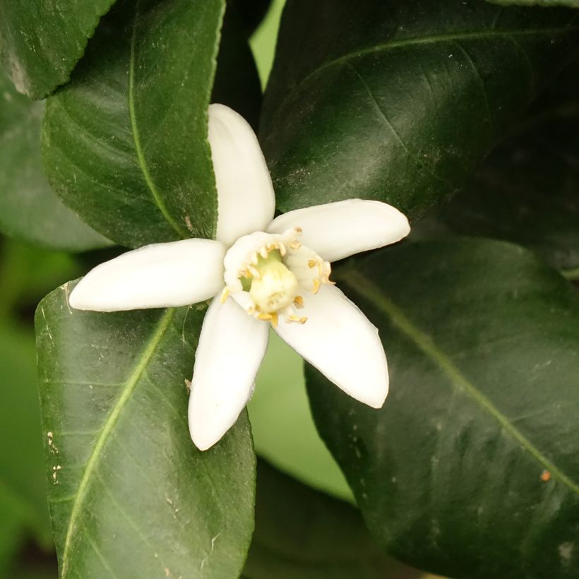 Citrus bergamia - Bergamotto (Fioritura)
