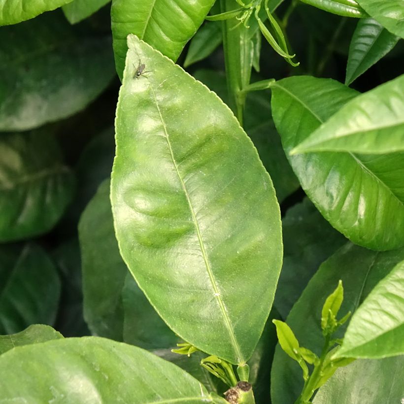 Citrus bergamia - Bergamotto (Foliage)