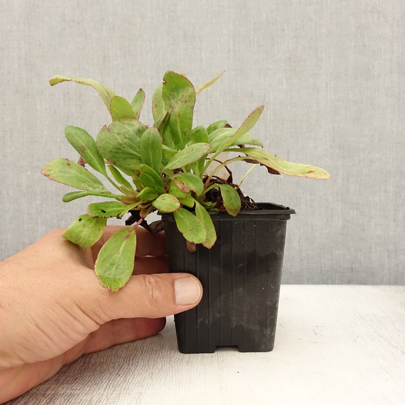 Esemplare di Bergenia Bach Vasetto da 8/9 cm consegnato in estate
