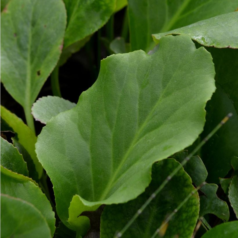 Bergenia cordifolia (Fogliame)