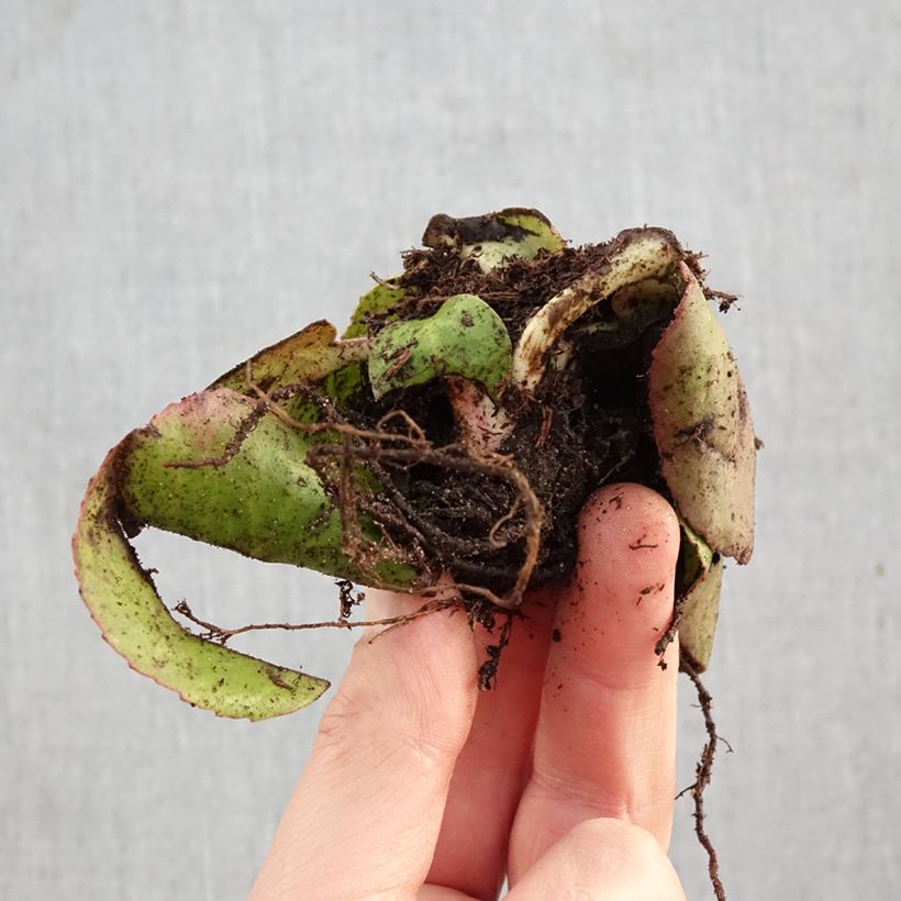 Bergenia cordifolia Piante piccole a radice nuda esemplare consegnato in inverno