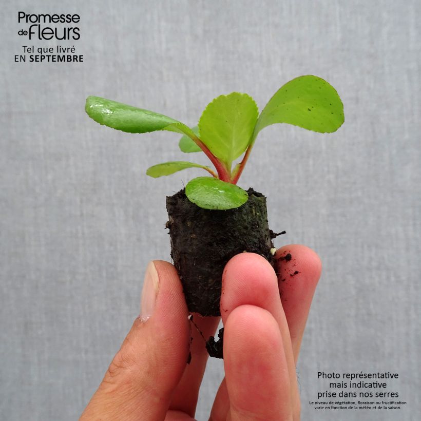 Example of Bergenia Harzkristall mini zolla... as you get in automne