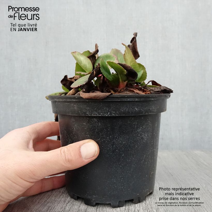 Bergenia hybride Harzkristall Pot de 2L/3L esemplare consegnato in inverno