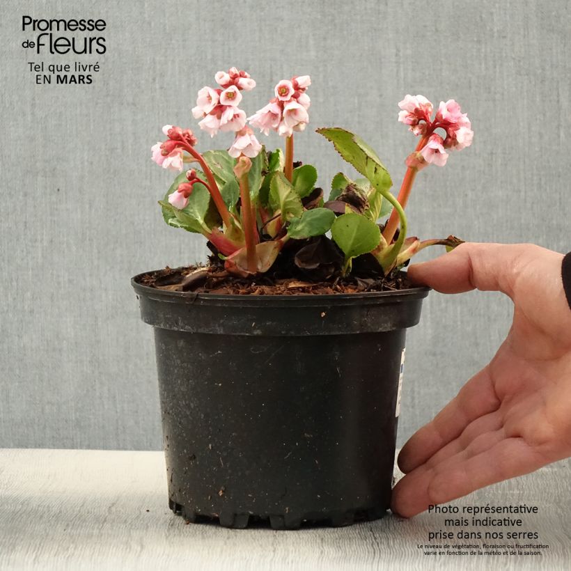 Example of Bergenia Harzkristall Vaso da 2L/3L as you get in printemps
