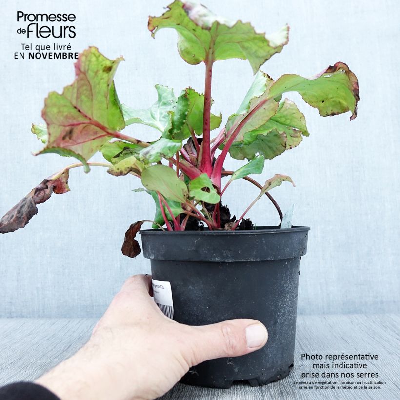 Esemplare di Bergenia Morgenrote - Plante des savetiers Pot de 2L/3L come consegnato in autunno