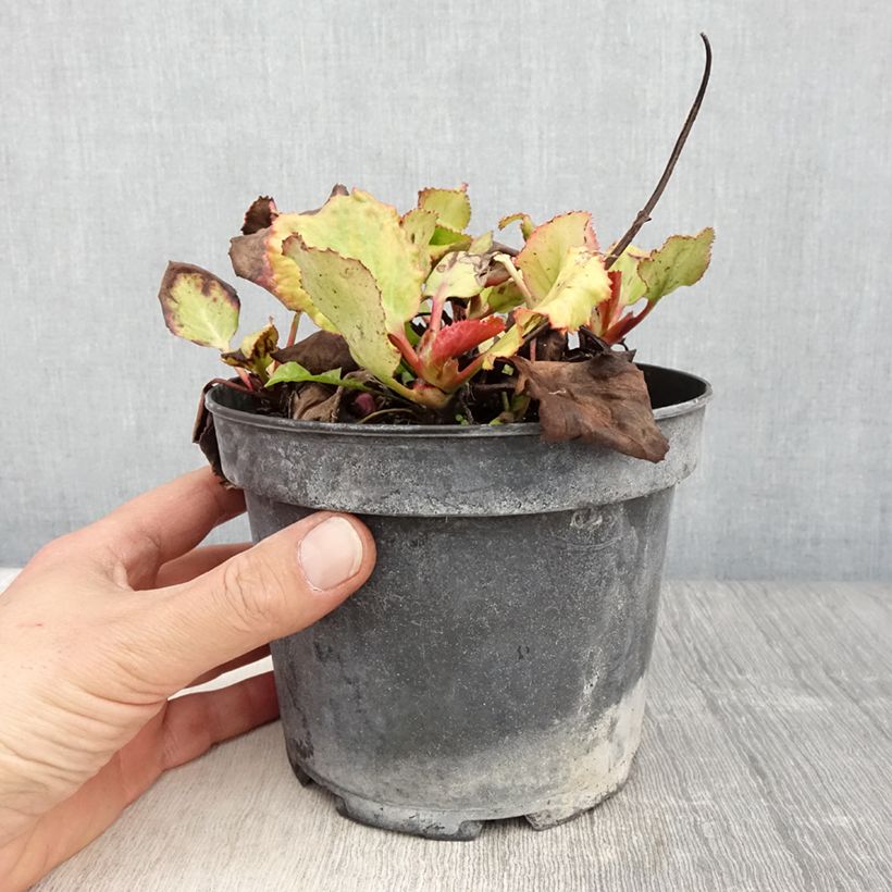 Example of Bergenia cordifolia Morgenrote Vaso da 2L/3L as you get in printemps