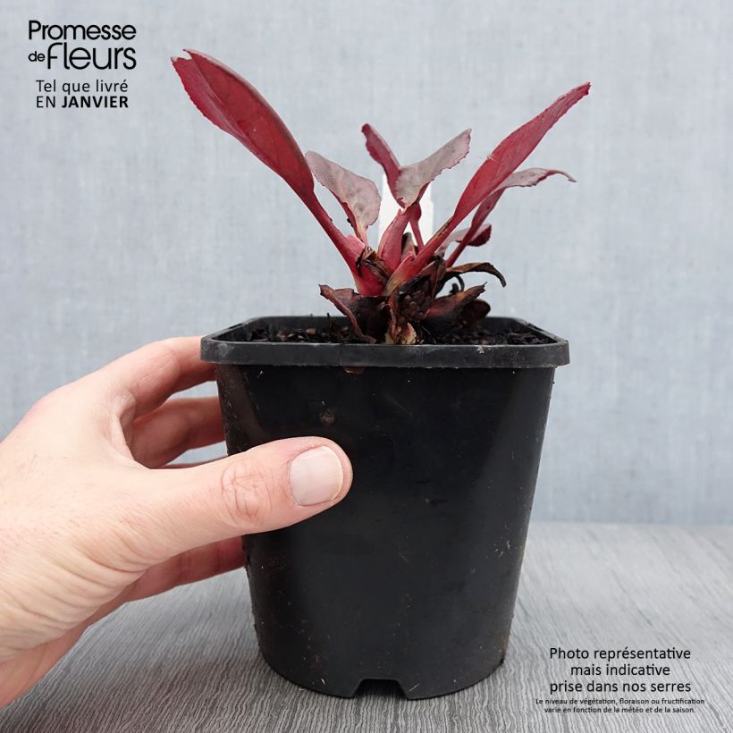 Bergenia Ouvertüre Pot de 1,5L/2L esemplare consegnato in inverno