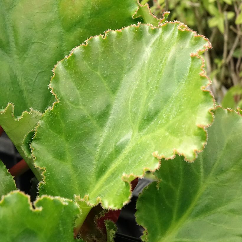 Bergenia Ripple Effect (Foliage)