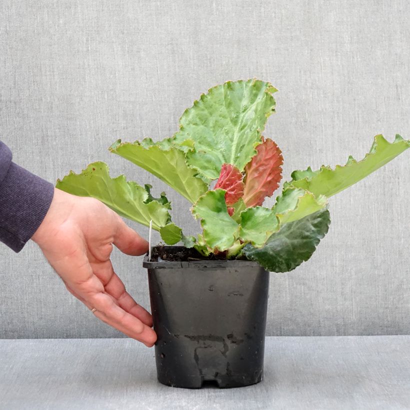 Example of Bergenia Ripple Effect Vaso da 2L/3L as you get in printemps