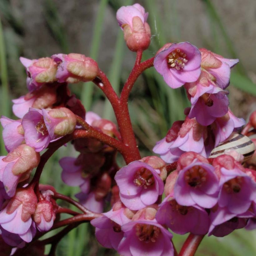 Bergenia schmidtii (Flowering)