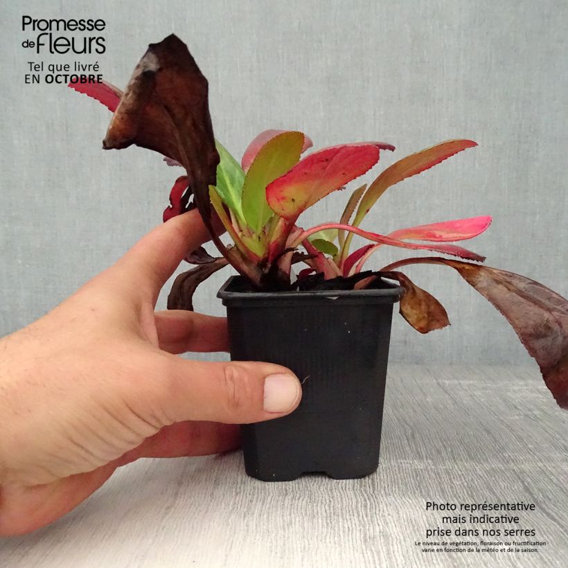 Esemplare di Bergenia Wintermarchen Vasetto da 8/9 cm come consegnato in autunno