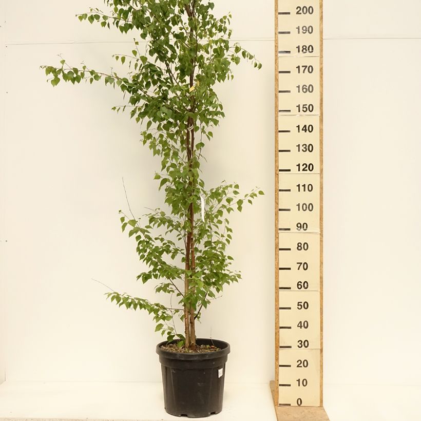 Betulla bianca - Betula pendula Vaso da 18L/20L esemplare consegnato in primavera