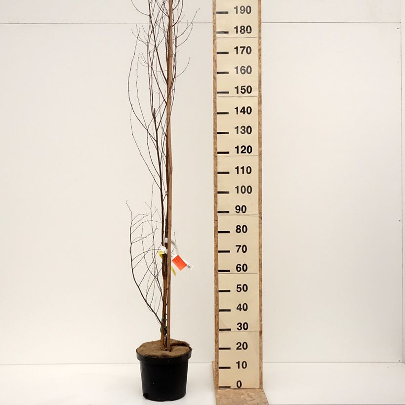 Betula pendula Fastigiata - Bouleau fastigié Pot de 7,5L/10L, Tige esemplare consegnato in inverno