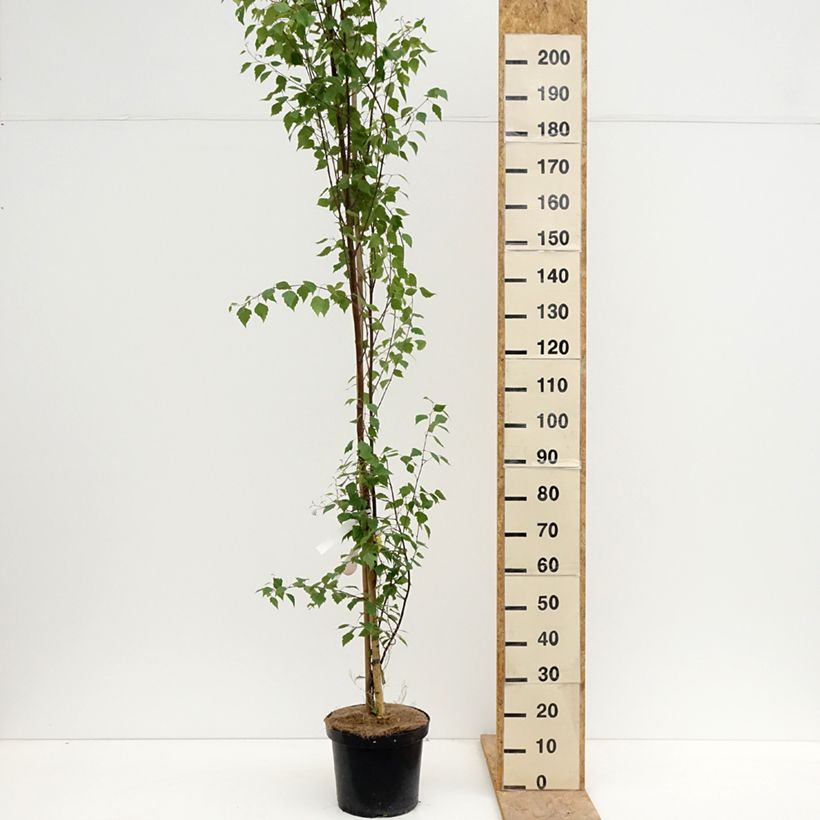 Example of Betula pendula Fastigiata - Betulla bianca Vaso da 7,5L/10L as you get in printemps