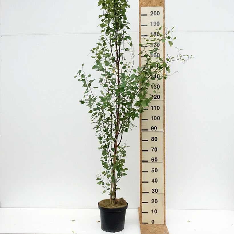 Esemplare di Betula pendula Fastigiata - Betulla bianca Vaso da 7,5L/10L consegnato in estate