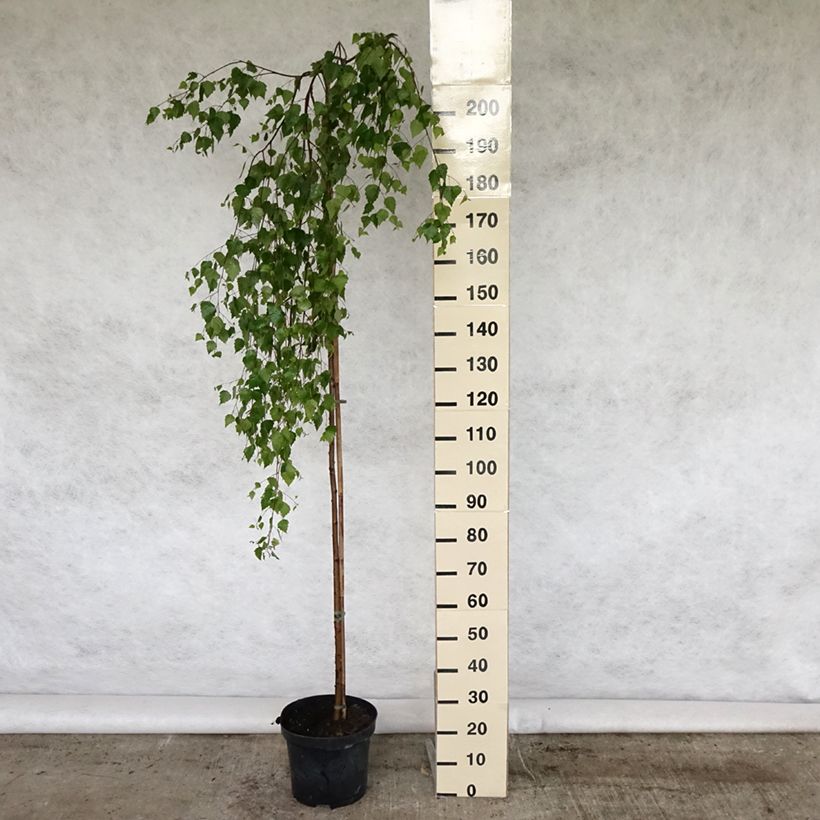 Betula pendula Youngii - Betulla bianca Vaso da 7,5L/10L esemplare consegnato in primavera