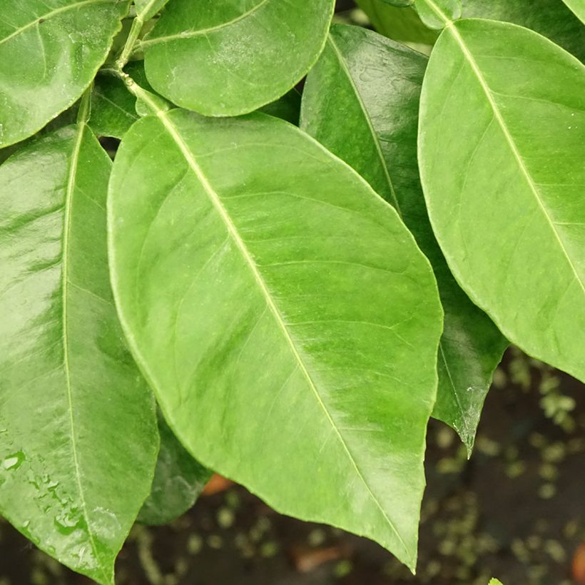 Arancio amaro Bizzaria (Fogliame)