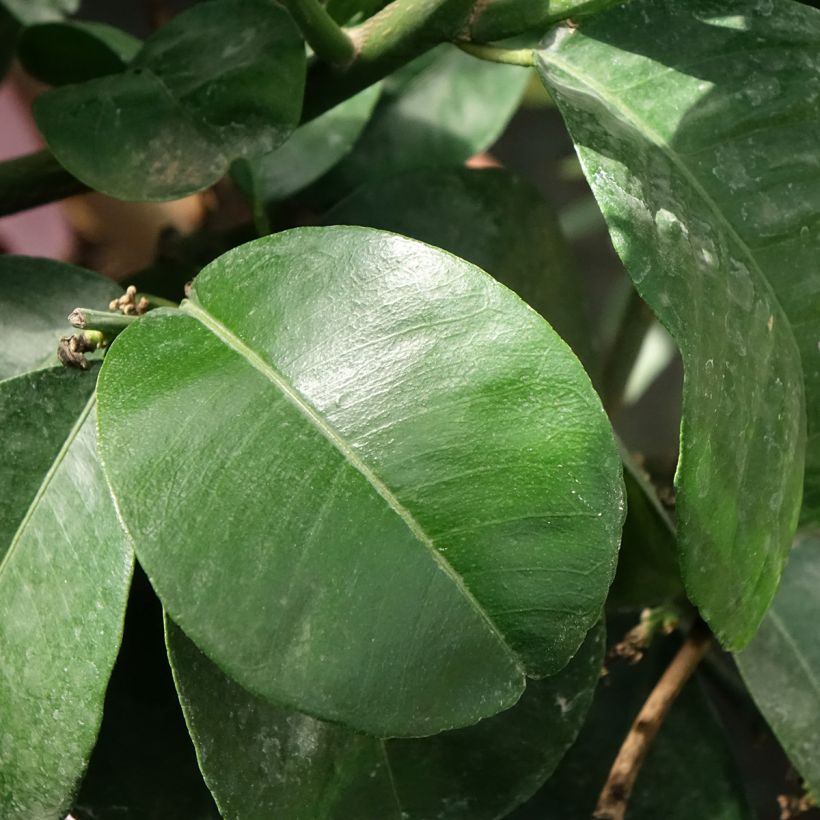 Arancio amaro Bouquet de Fleur (Fogliame)