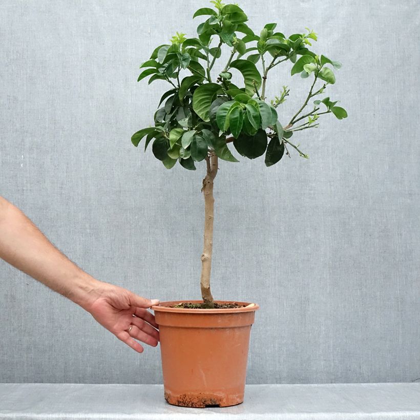 Esemplare di Arancio amaro Bouquet de Fleur Vaso da 6L/7L, Vaso impalcato basso consegnato in estate