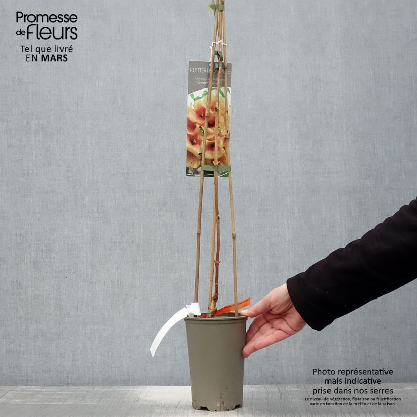 Campsis tagliabuana Summer Jazz Gold - Bignonia Vaso da 2L/3L esemplare consegnato in primavera