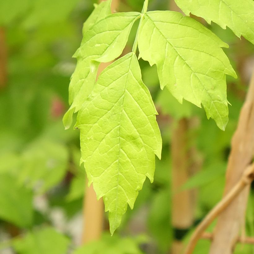 Campsis tagliabuana Golden Trumpet - Bignonia (Foliage)
