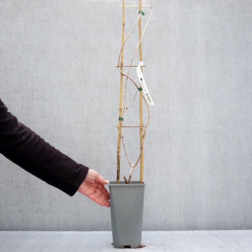 Example of Campsis tagliabuana Golden Trumpet - Bignonia Vaso da 3L/4L as you get in hiver