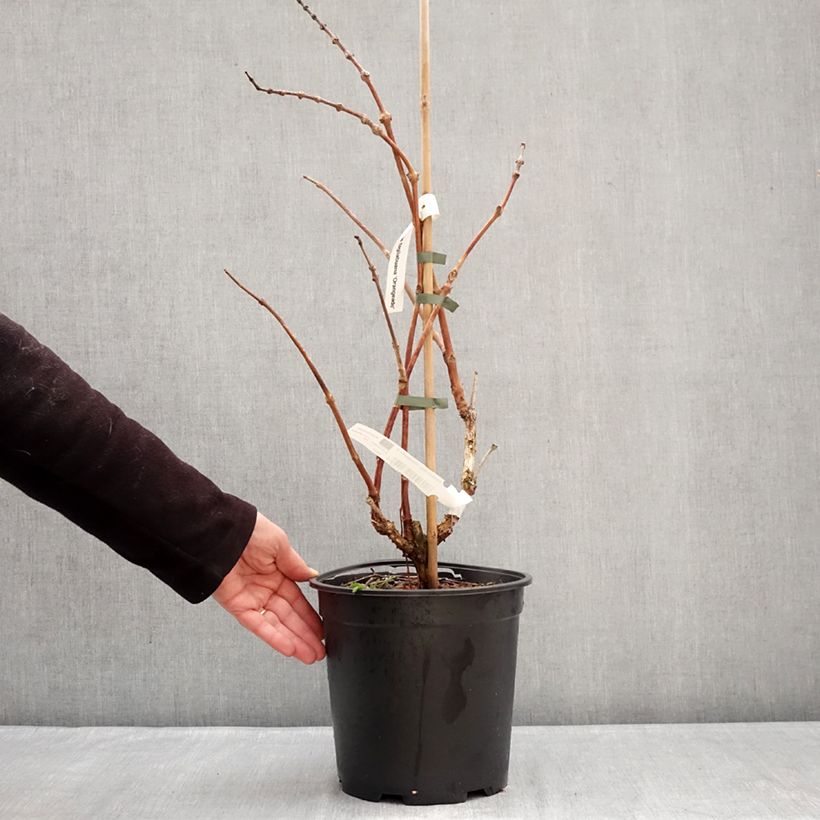 Campsis tagliabuana Orangeade - Bignonia Vaso da 6L/7L esemplare consegnato in inverno