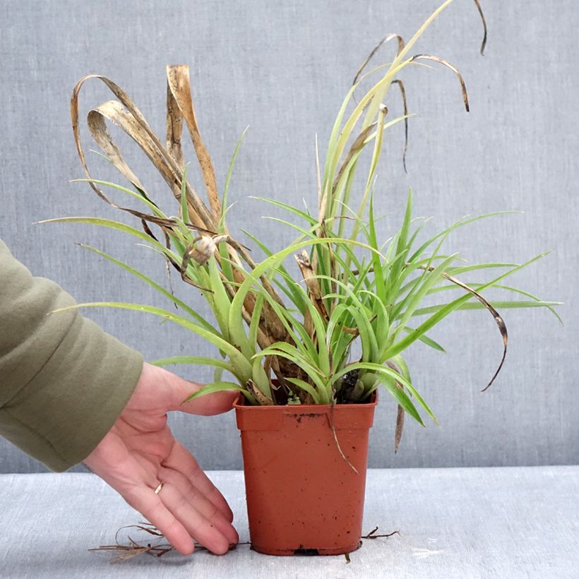 Example of Billbergia nutans - Lacrime della regina Vaso da 1L/1,5L as you get in hiver