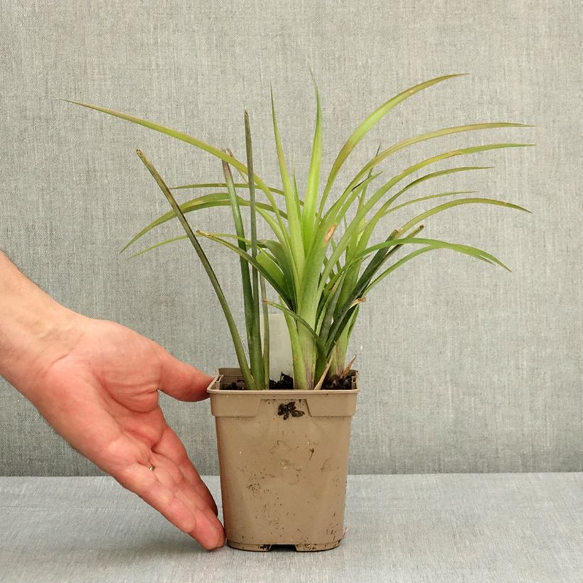 Billbergia nutans - Lacrime della regina Vaso da 1L/1,5L esemplare consegnato in primavera