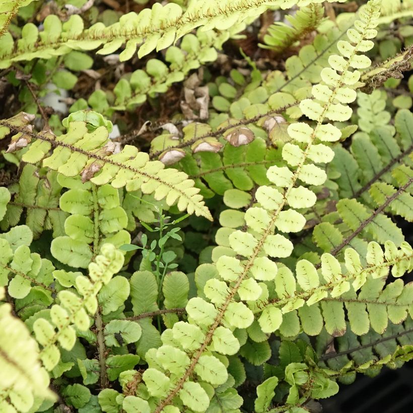 Blechnum fluviatile - Felce (Fogliame)