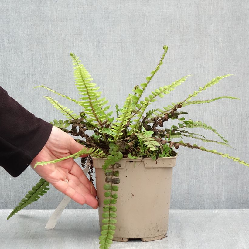 Esemplare di Blechnum fluviatile - Felce Vaso da 3L/4L come consegnato in autunno