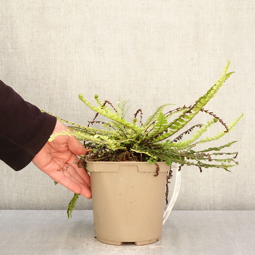 Blechnum fluviatile - Felce Vaso da 3L/4L esemplare consegnato in primavera