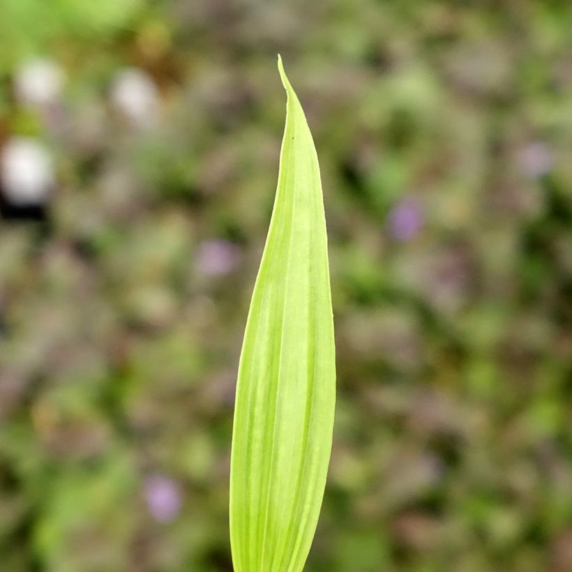 Bletilla ochracea (Fogliame)