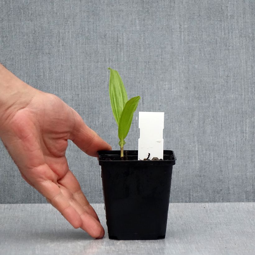 Bletilla ochracea Vasetto da 8/9 cm esemplare consegnato in primavera