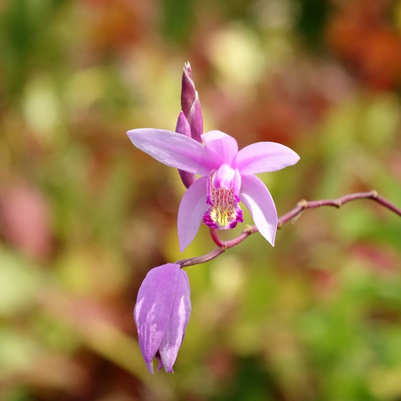 Bletilla Penway Paris (Fioritura)
