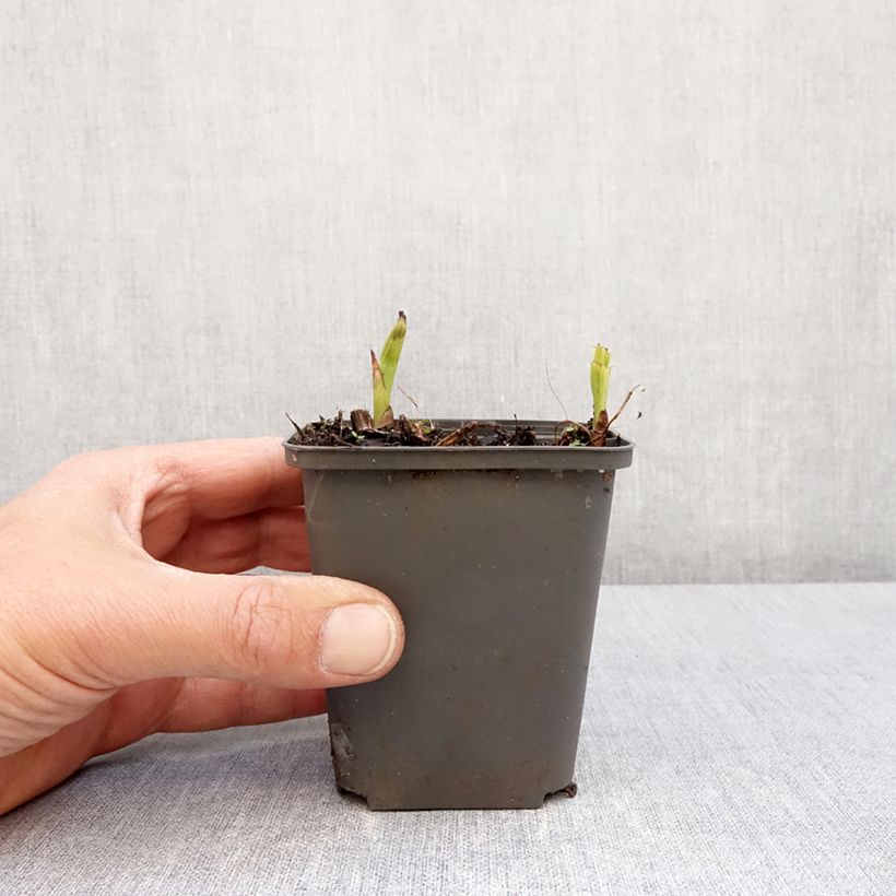 Bletilla Penway Paris Vasetto da 8/9 cm esemplare consegnato in primavera