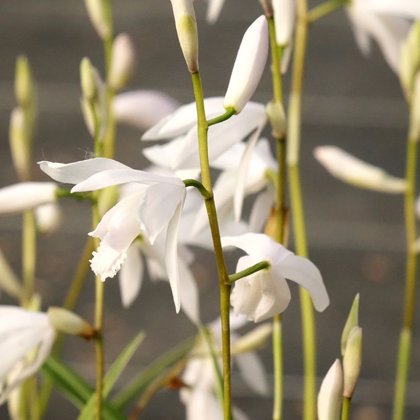 Bletilla striata Alba (Fioritura)