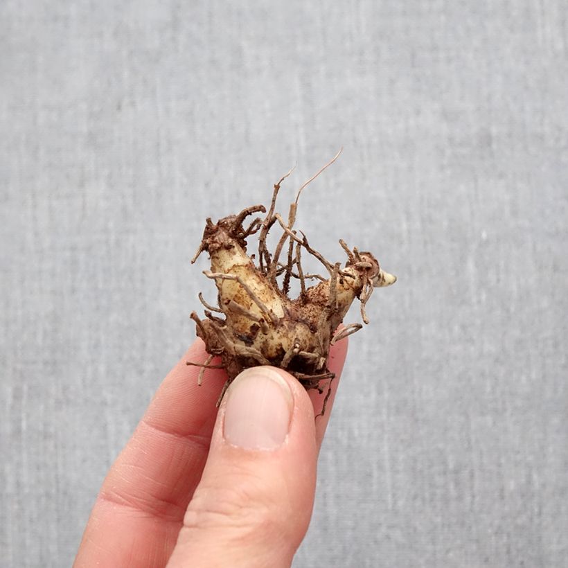 Bletilla striata Alba Variegata Bulbo taglia I esemplare consegnato in primavera