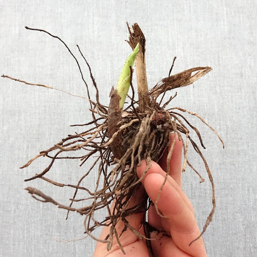 Bletilla striata f. gebina Bulbo taglia I esemplare consegnato in primavera