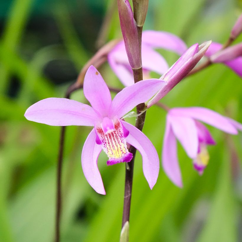 Bletilla striata - Orchidée jacinthe (Fioritura)