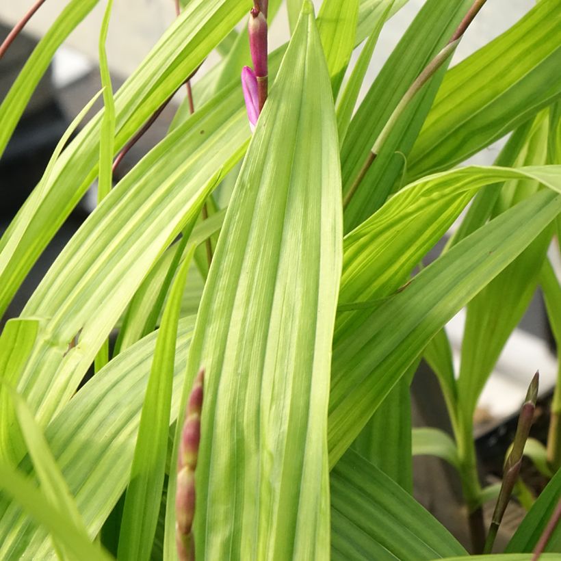 Bletilla striata Purple (Fogliame)