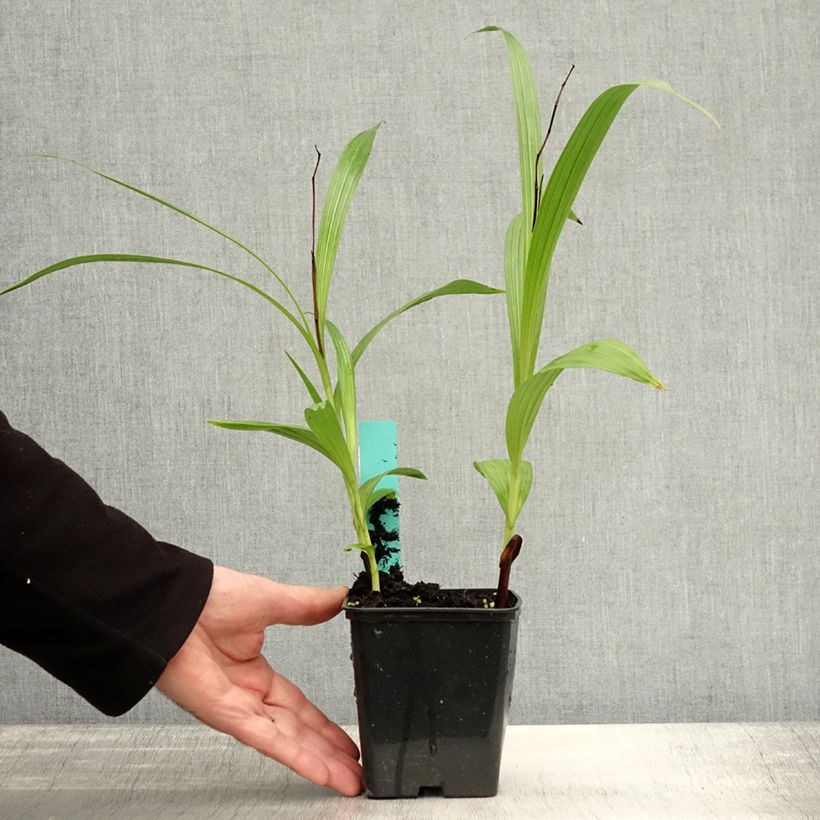 Esemplare di Bletilla striata Purple Vasetto da 8/9 cm come consegnato in autunno