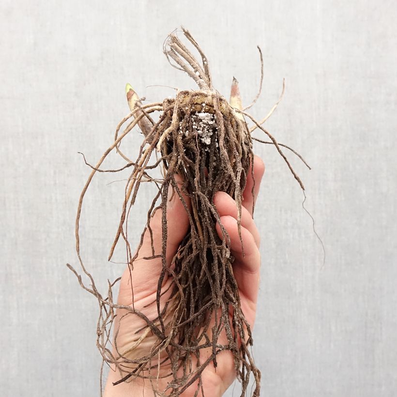 Bletilla striata Pink Bulbo taglia I esemplare consegnato in primavera