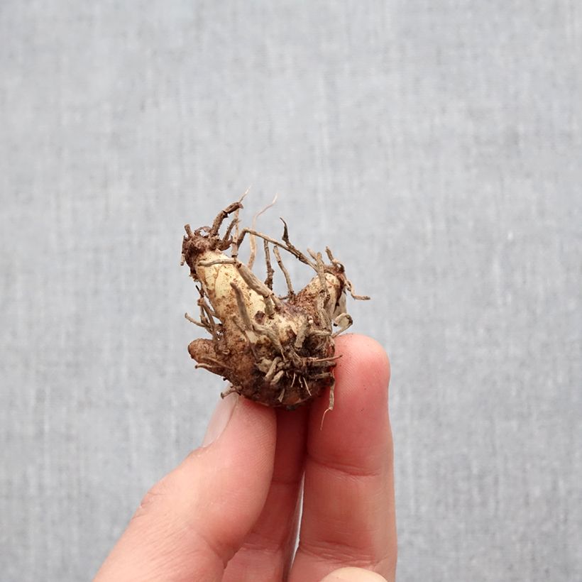 Bletilla striata Shi-ran Bulbo esemplare consegnato in primavera